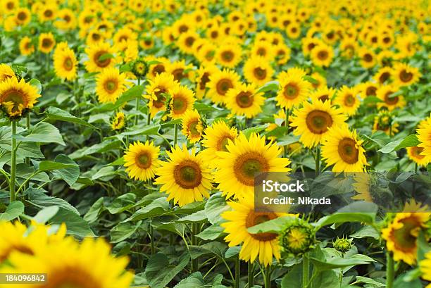 Photo libre de droit de Tournesols banque d'images et plus d'images libres de droit de Agriculture - Agriculture, Beauté, Bleu