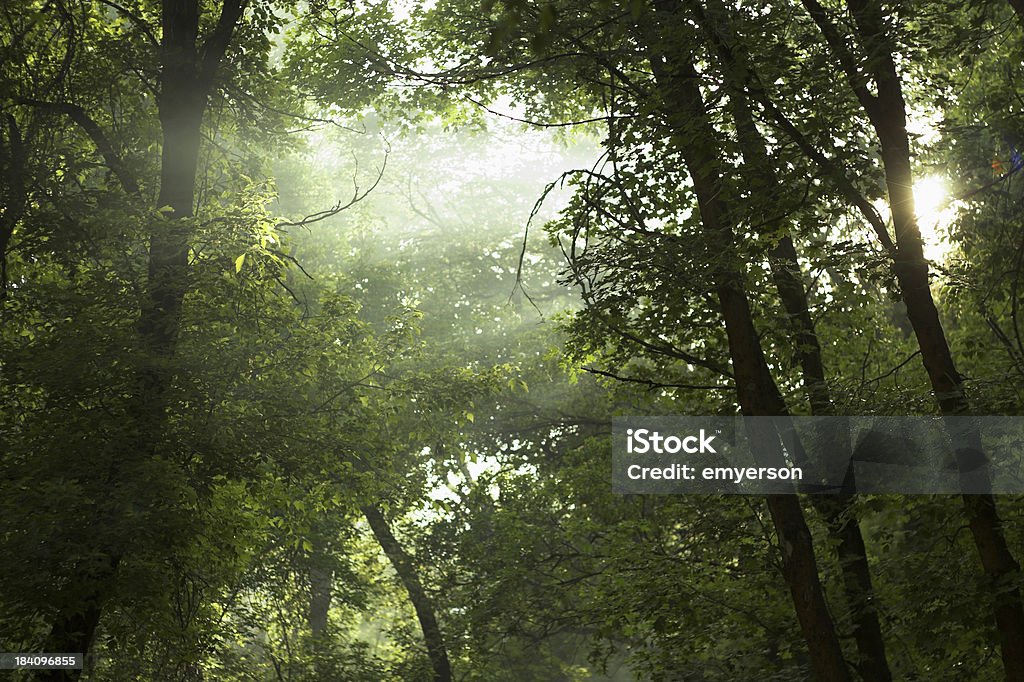 Smoky ciel - Photo de Animal arboricole libre de droits