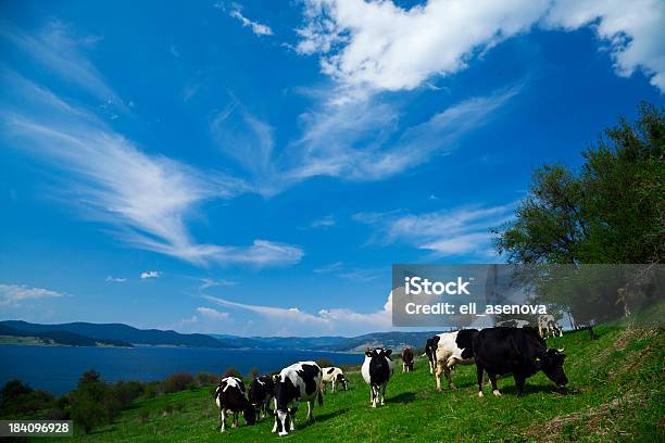 Kühe Auf Dem Feld Stockfoto und mehr Bilder von Agrarbetrieb - Agrarbetrieb, Feld, Fotografie