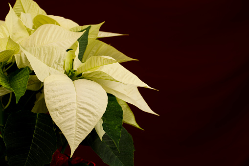 Yellow Poinsettia close up , beauty in nature
