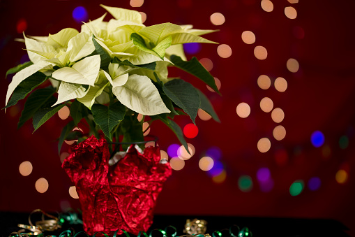 Beautiful yellow poinsettia plant at Christmas Time wrapped in red with Christmas lights de focused in the background.