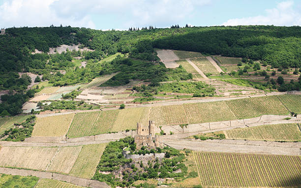 istock Castle Ehrenfels on hill with vineyards 184097061