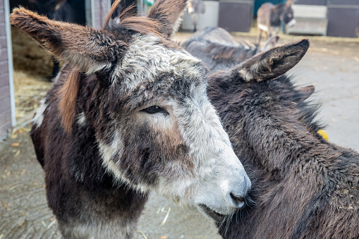 Two Mule friends