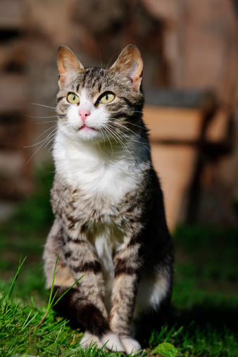 little cat in nature.