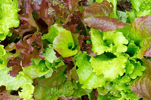 bebé folha de alface orgânico - lollo bionda lettuce imagens e fotografias de stock