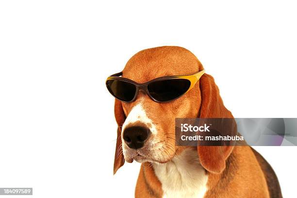 Cane Di Estate 2 - Fotografie stock e altre immagini di Cane - Cane, Occhiali da sole, Abbigliamento per animali domestici