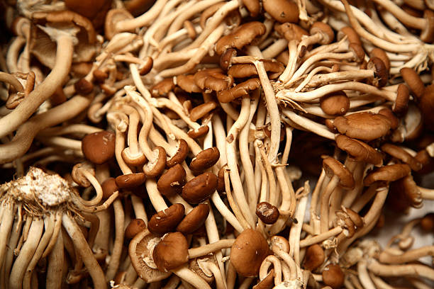 Culinary: Pioppini Mushrooms stock photo