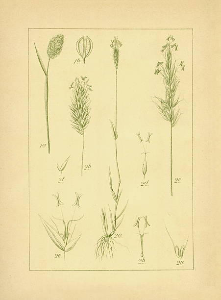 ежегодная canarygrass и очаровательными vernal трава/старые цветок illus - sweetgrass stock illustrations
