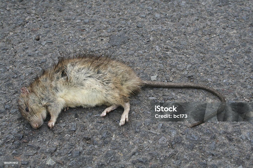 Dead rat - Photo de Animal mort libre de droits
