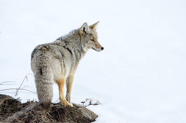 Coyote hunting in the snow - Yellowstone NP.