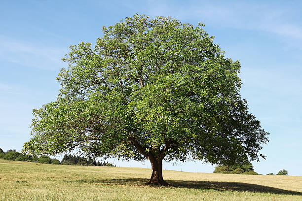 Single old walnut  tree on meadow with dry grass stock photo