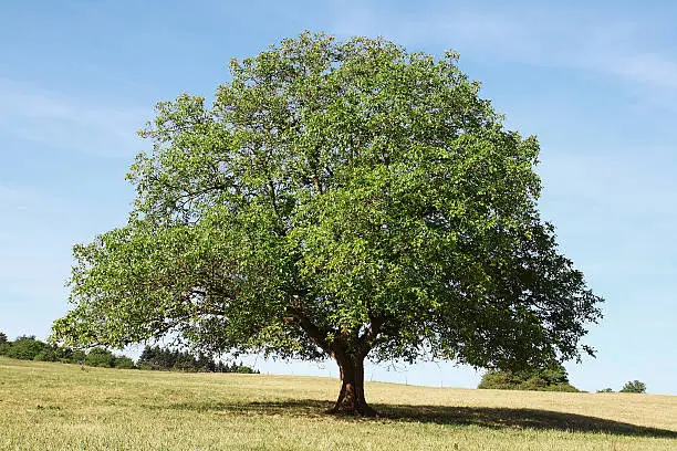Single old walnut  tree on meadow with dry grass