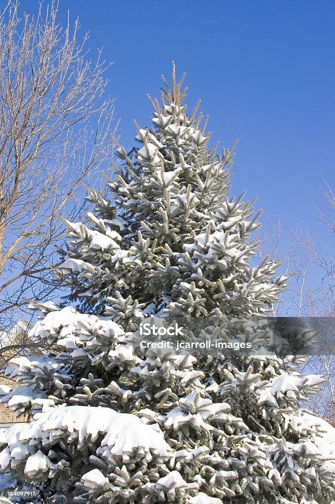 Pino sotto la neve. - Foto stock royalty-free di Ago - Parte della pianta