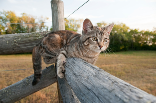 A playful kitten has some fun climbing along an old wooden farm fence. Shallow depth of field with focus on cat's face.