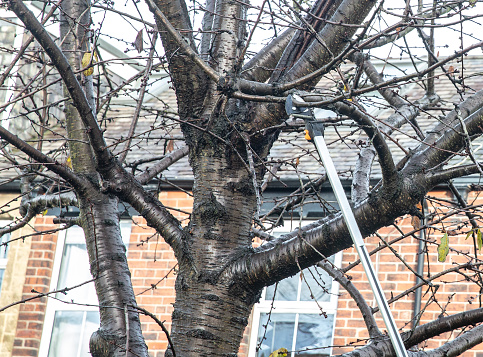 Long reach tree cropper attended to a tree that has become overrun, the operator gardener is reaching into the top branches to cut them back