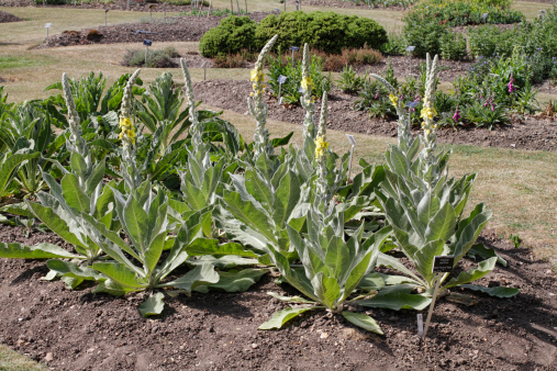 In this cultivated bed is the wildflower (Verbascum densiflorum), which gardeners might refer to as (Verbascum), while naturalists might favour the name mullein. Specifically, this is the dense-flowering mullein. Other alternative names for this tall, yellow wildflower are large flowering mullein and (Verbascum thapsiforme). It usually flowers in July and August. A variety of medical properties have been identified for this plant, which grows as a weed in Britain.