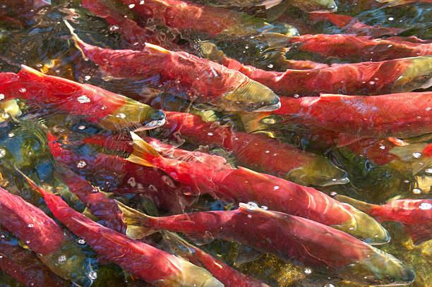 istock Sockeye Salmon Swimming Upstream. 184098379