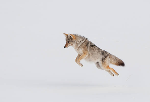 Fast pouncing action of a coyote mousing - Yellowstone National Park.  Hunting in the snow.Focus on eye and face.  Body has some motion blur.