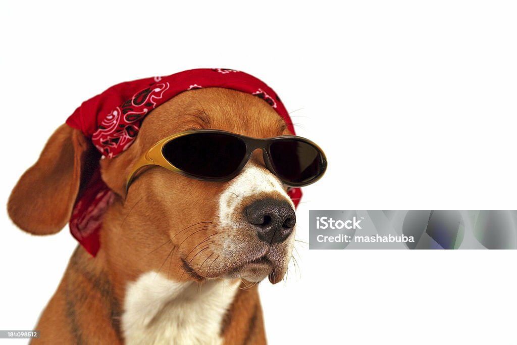 summer dog dog in the glasses and bandana Bandana Stock Photo