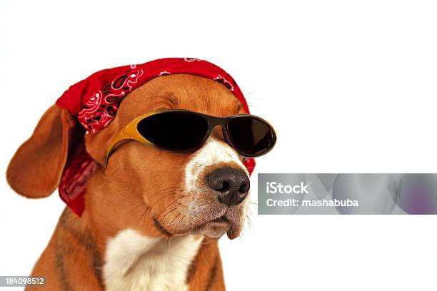 Summer Dog Stock Photo - Download Image Now - Bandana, Dog, Success