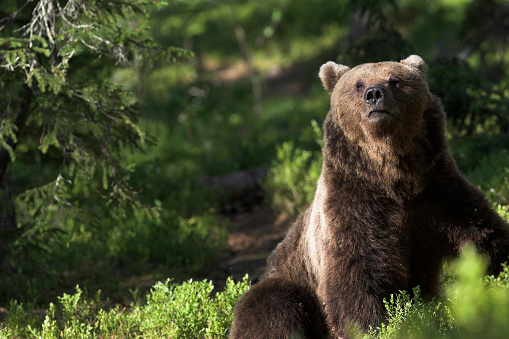 European brown bear sitting in the evening sun in the forests of Finland