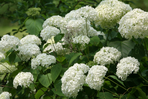 Hydrangea paniculata in summer cottage garden. Group of white blooming hydrangeas Skyfall and Polar Bear