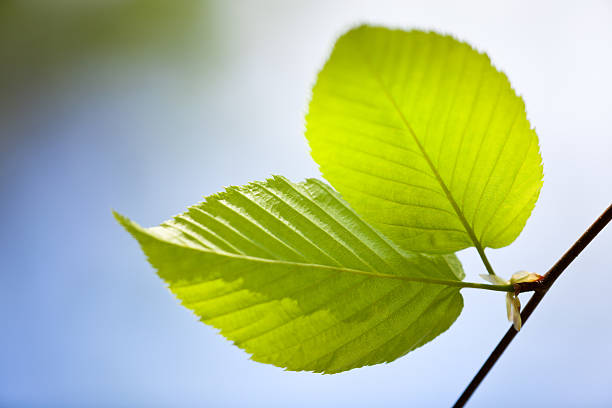 の光を温めます。 - american beech ストックフォトと画像