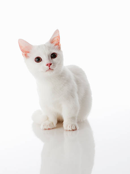 Munchkin kitten stock photo