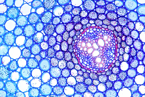 Microscopic image of the root of a buttercup (crowfoot) plant - Ranunculus repens. The propeller shaped pattern on the right is the vascular tissue for transporting water and nutrients up and down the plant.