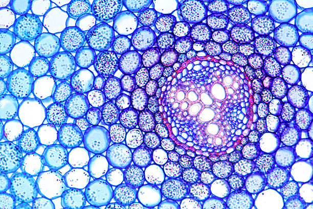 Microscopic image of a Buttercup Plant Microscopic image of the root of a buttercup (crowfoot) plant - Ranunculus repens. The propeller shaped pattern on the right is the vascular tissue for transporting water and nutrients up and down the plant. cytoplasm photos stock pictures, royalty-free photos & images