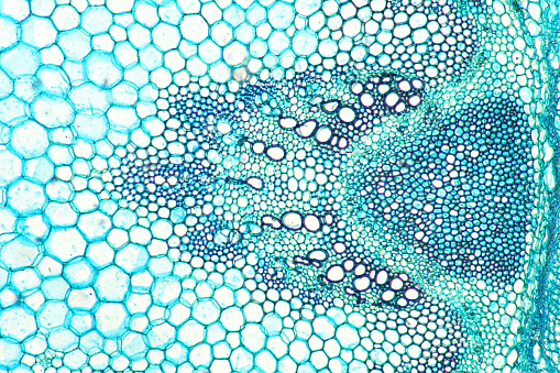Microscopic image of the cross section through a stem of a sun flower. The individual cells are nicely visible. The pattern on the right side of the image is the vasuclar tissue for transporting water and food up and down the plant.