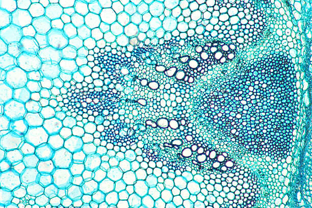 mikroskopijne obraz słonecznik - cell plant cell biology scientific micrograph zdjęcia i obrazy z banku zdjęć
