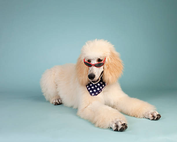 istock Cool 4th of July Poodle 184098864