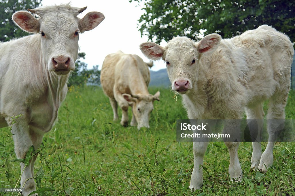 Trzy krowy - Zbiór zdjęć royalty-free (Brązowy)