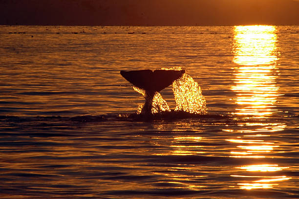 Orca, killer Whale stock photo