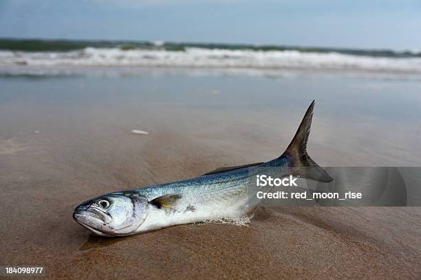 Un Pesce Fuori Di Acqua - Fotografie stock e altre immagini di Affranto - Affranto, Animale, Animale morto