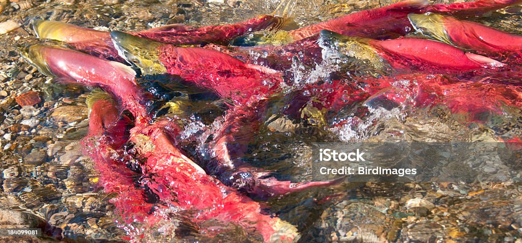 Nerka-Ryba Pływanie Upstream. - Zbiór zdjęć royalty-free (Kolumbia Brytyjska)