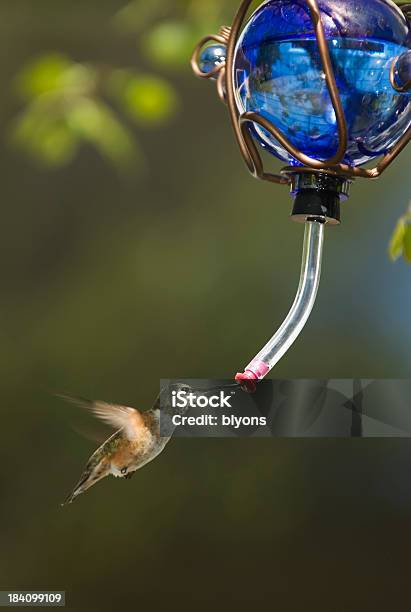 Colibrí Foto de stock y más banco de imágenes de Colibrí - Colibrí, Alimentar, Llenar