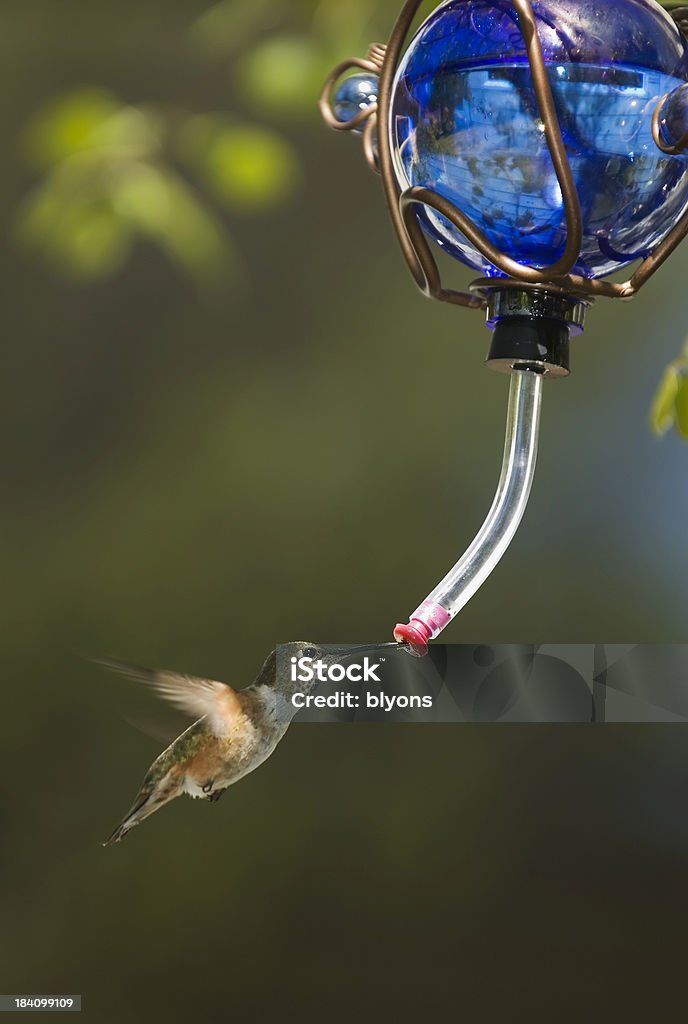 Colibrì - Foto stock royalty-free di Colibrì