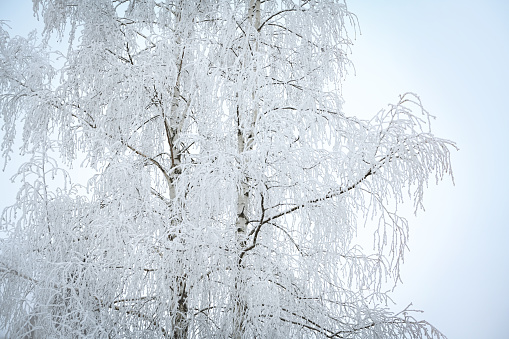 Tree branches with frost outdoors