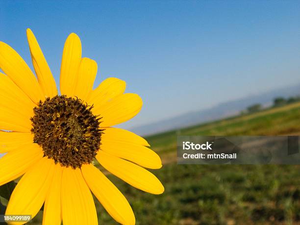 Sonnenblume Sonnenaufgang Stockfoto und mehr Bilder von Sonnenblume - Sonnenblume, Agrarbetrieb, Blau