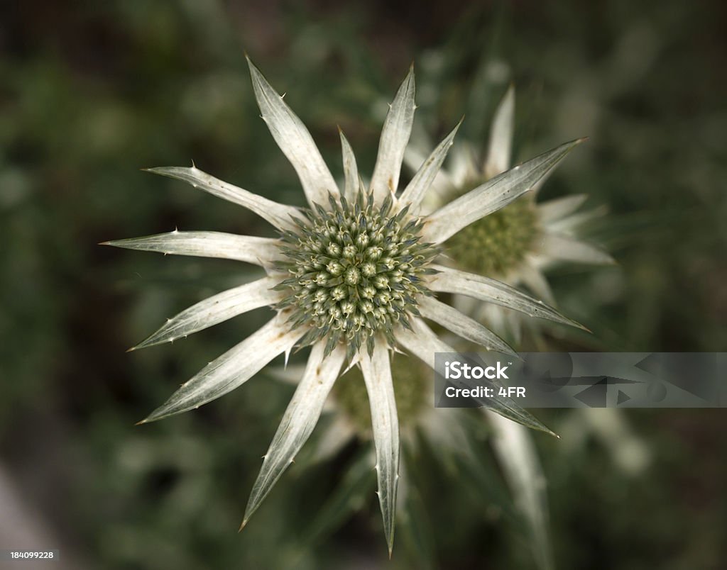 Rare et protégés Carline Thistles Macro, en Autriche, les Alpes (XXXL - Photo de Botanique libre de droits