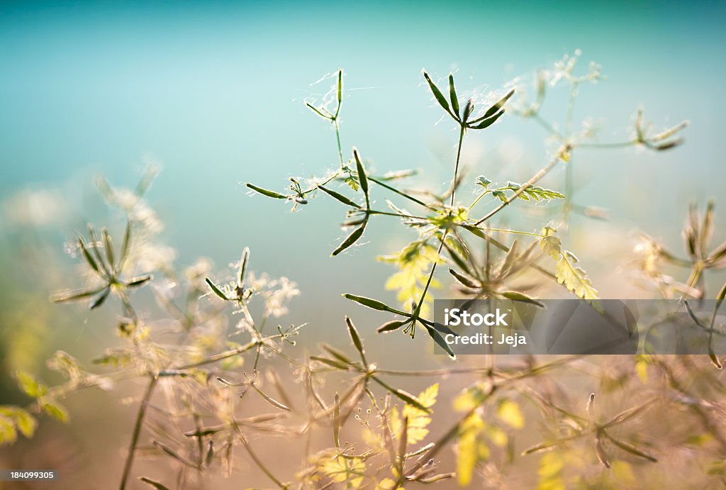 Fleurs sauvages - Photo de Abstrait libre de droits