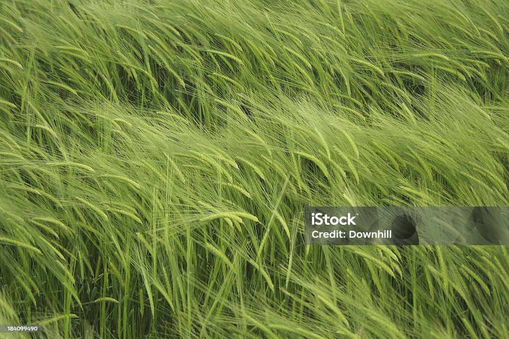 Crop Hintergrund Grün - Lizenzfrei Agrarbetrieb Stock-Foto