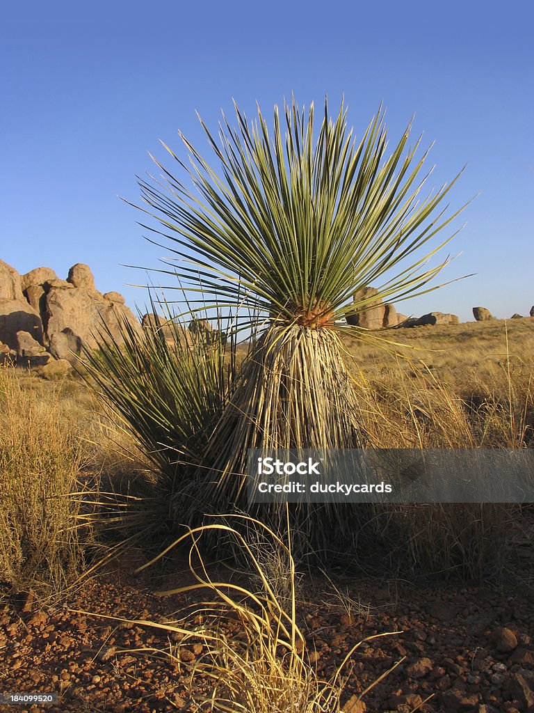 Soaptree Yucca no deserto - Foto de stock de Beleza royalty-free