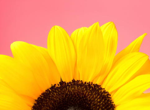 Sunflower against pink background. Cropped.