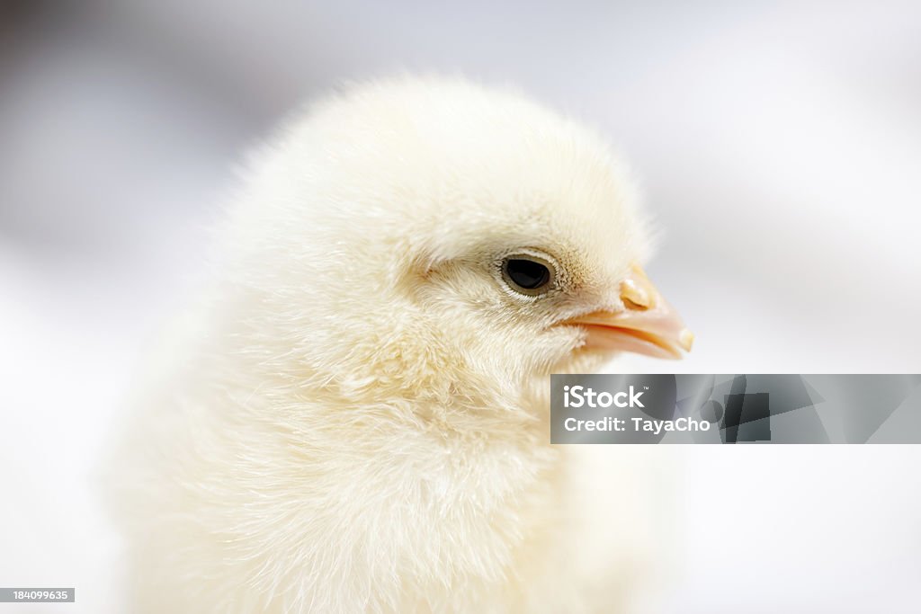 Цыплёнок крупный план и не в фокусе фоне - Стоковые фото Горизонтальный роялти-фри