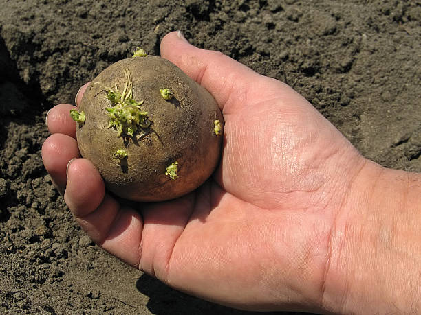 Potatoes Planting 6 stock photo