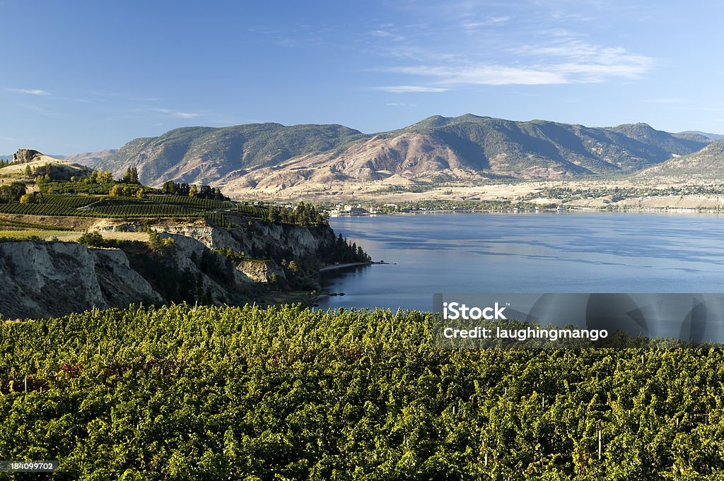 vineyard okanagan valley winery, penticton, naramata - Lizenzfrei Britisch-Kolumbien Stock-Foto