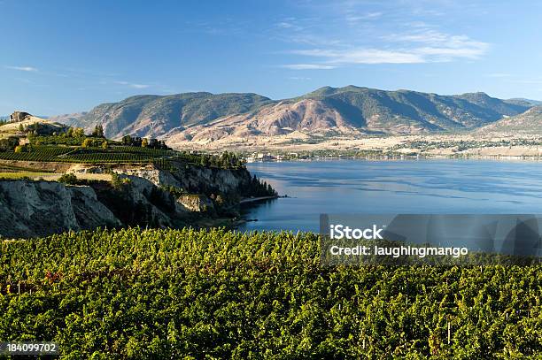 Vineyard Okanagan Valley Winery Penticton Naramata Stockfoto und mehr Bilder von Britisch-Kolumbien